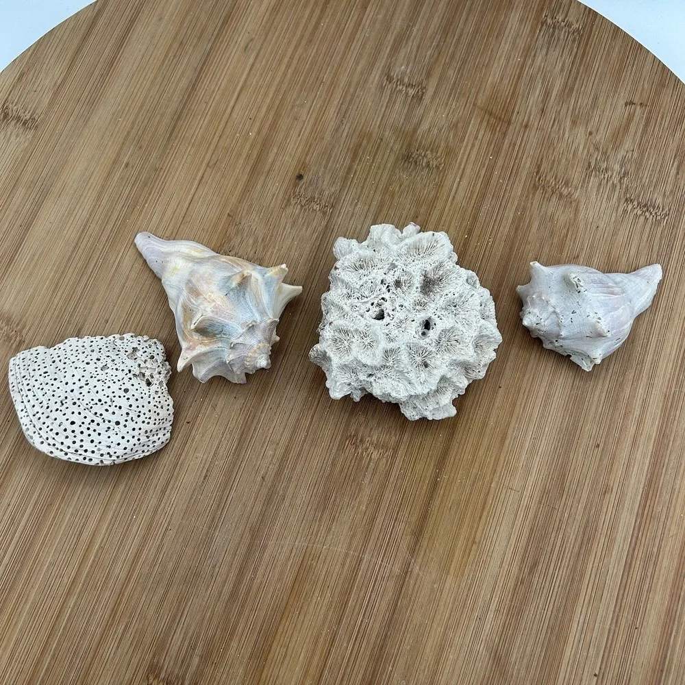 Dried Natural CORAL Fossil Whelk Shell Sea Stone Home Decor‎ Aquarium Unique